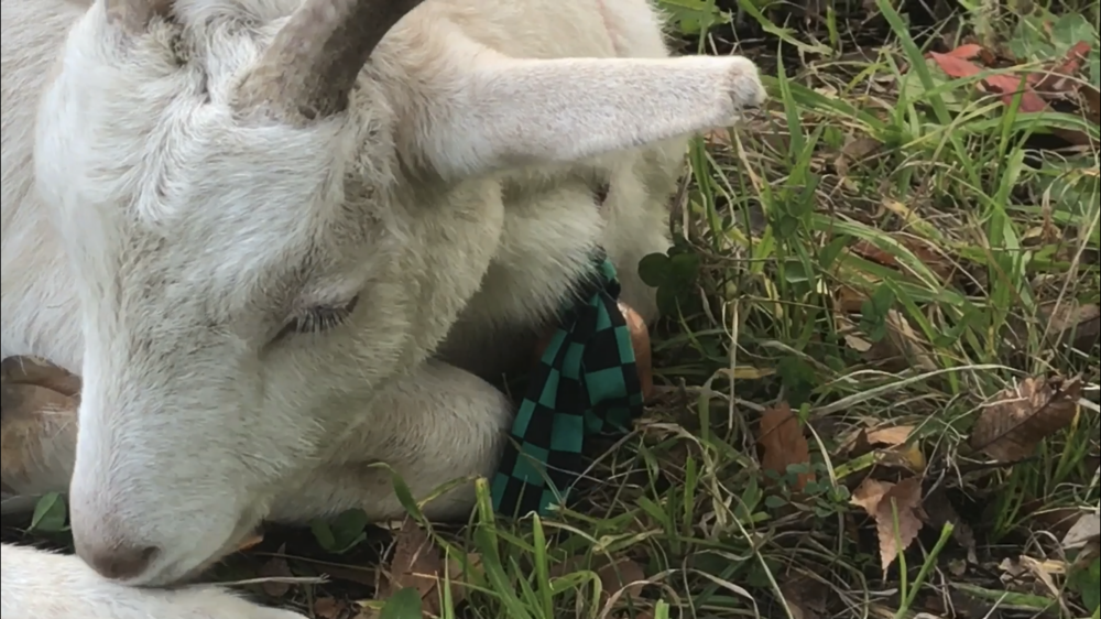 都会の中の空中トラック～大阪城公園の写真21