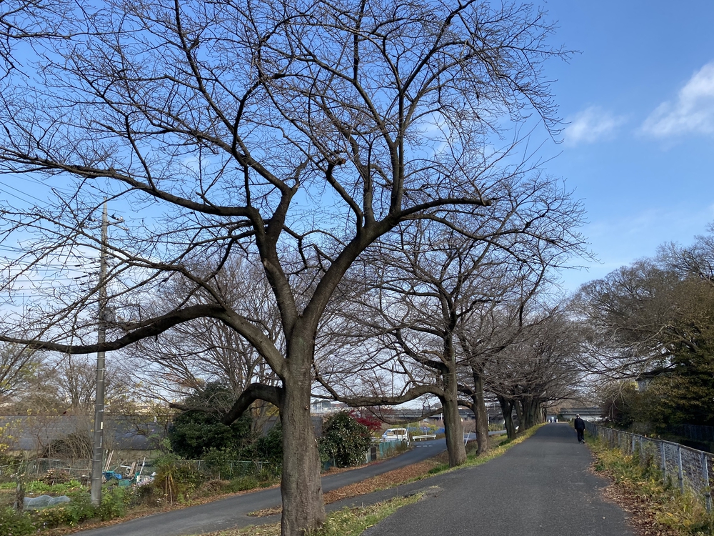 見沼たんぼ探訪ラントリップDay２の写真6