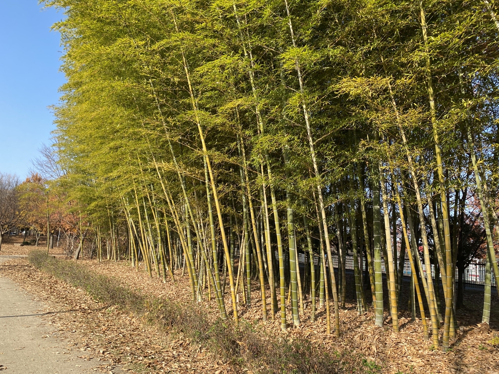 見沼たんぼ探訪ラントリップDay２の写真14