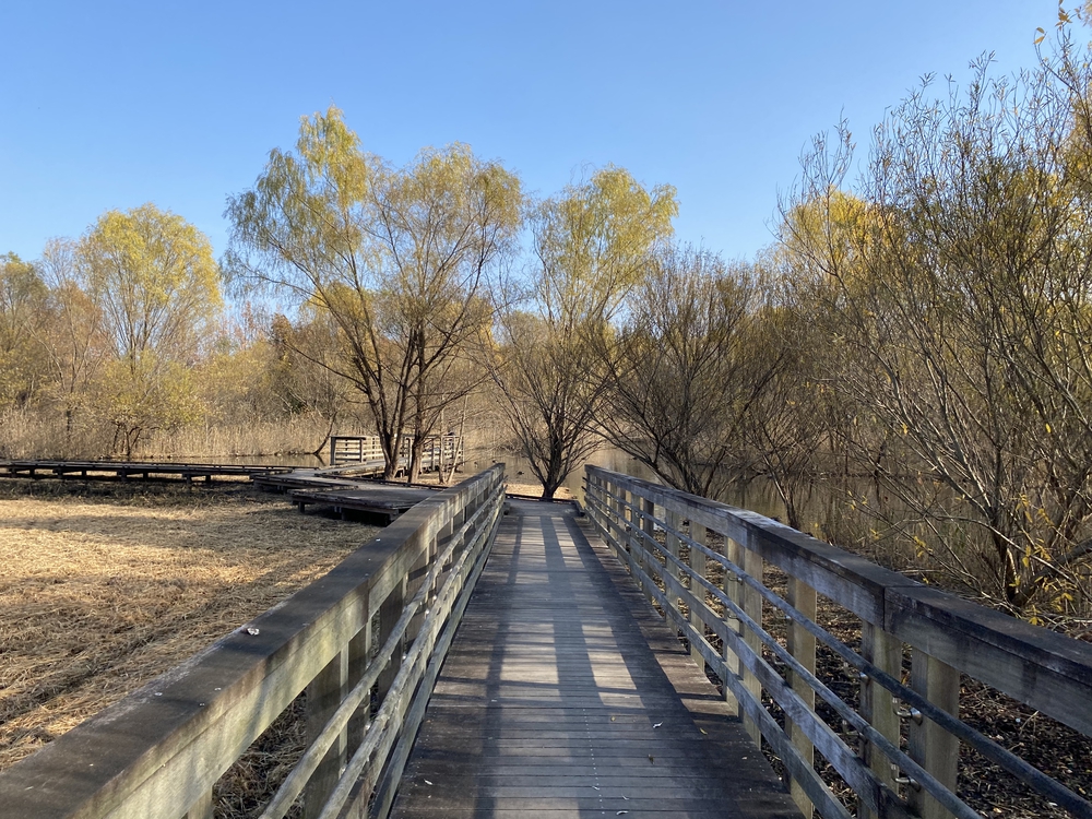 見沼たんぼ探訪ラントリップDay２の写真15