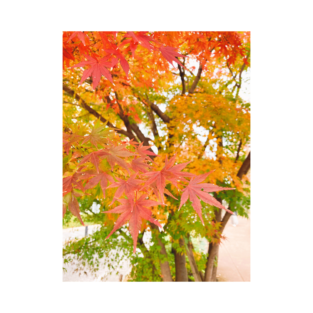 秋の紅葉🍁＆春の桜の時期にオススメ♪の写真9
