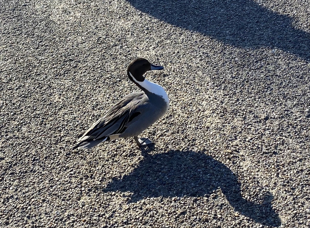 べた凪鏡のような手賀沼一周の写真3