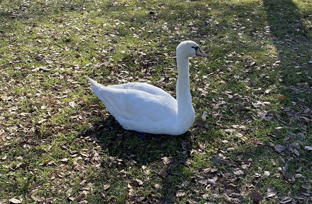 べた凪鏡のような手賀沼一周の写真4