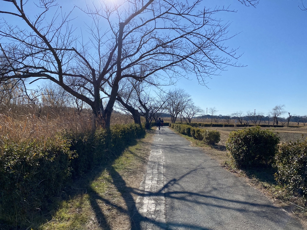 べた凪鏡のような手賀沼一周の写真14