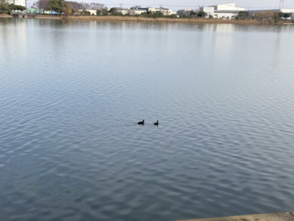 久喜菖蒲公園ジョギングコースの写真13