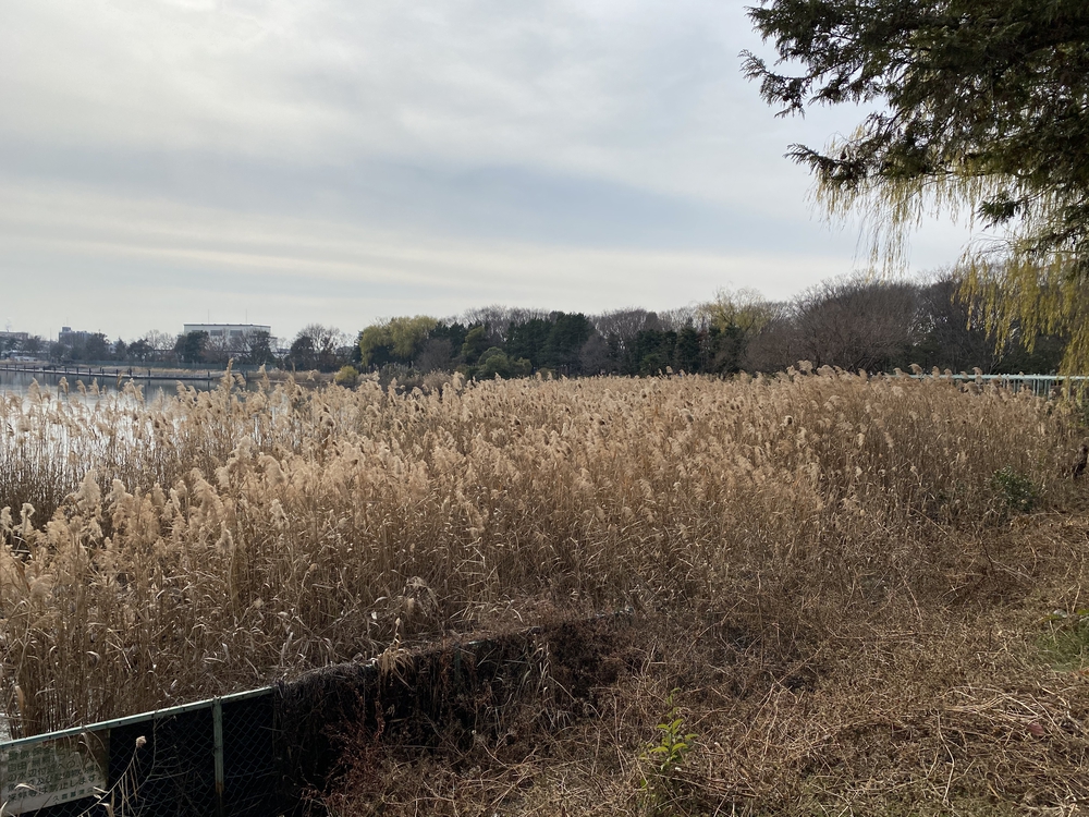 久喜菖蒲公園ジョギングコースの写真15