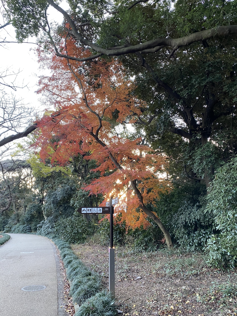 冬の新宿御苑早朝ランの写真3