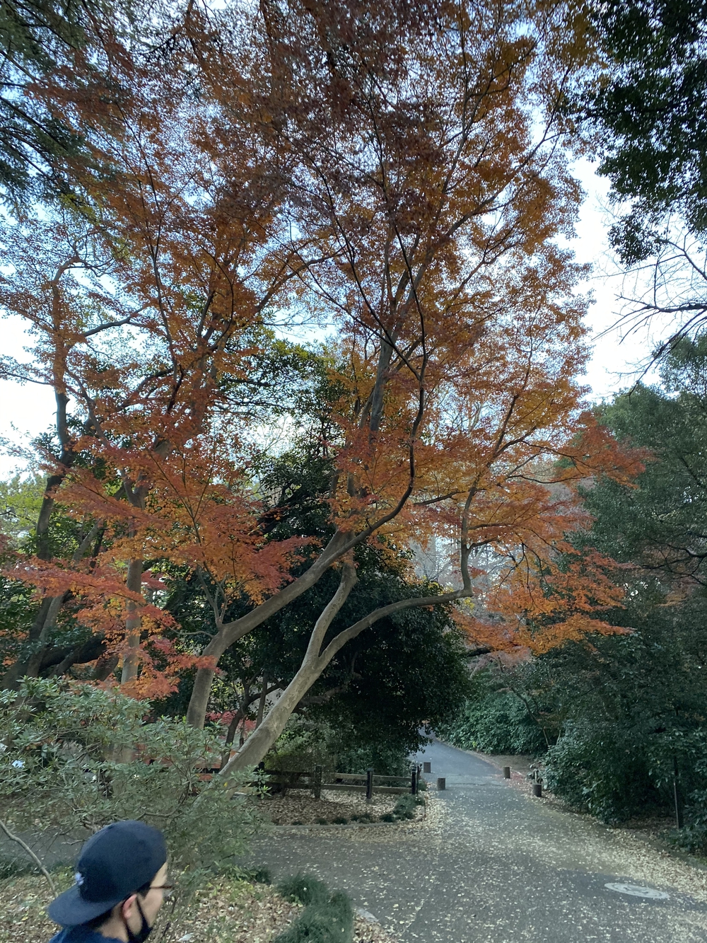 冬の新宿御苑早朝ランの写真4
