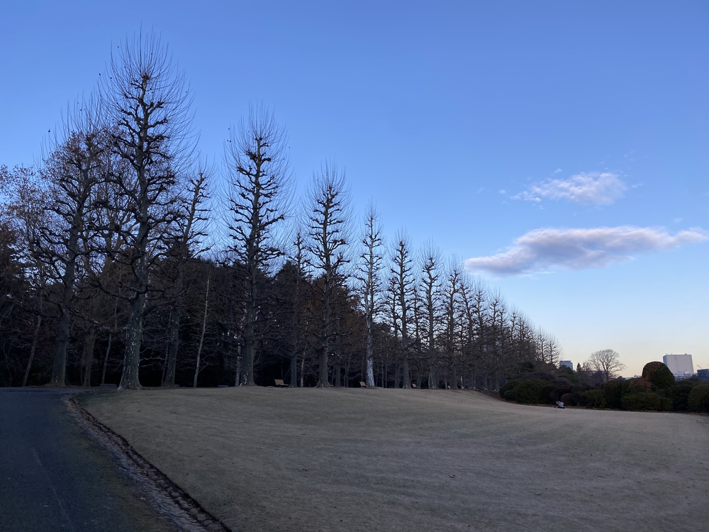 冬の新宿御苑早朝ランの写真5