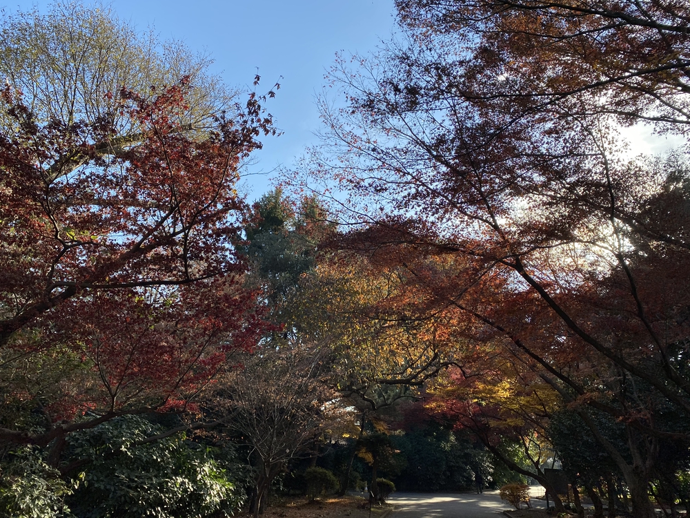 冬の新宿御苑早朝ランの写真6