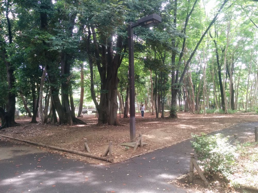 古くからの緑地！林試の森公園の写真5