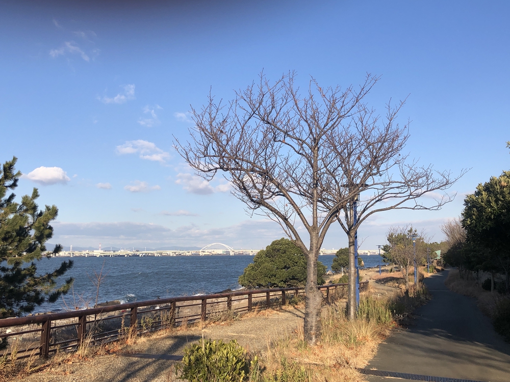 北港ヨットハーバーから舞洲緑道ノンストップ12km！の写真5