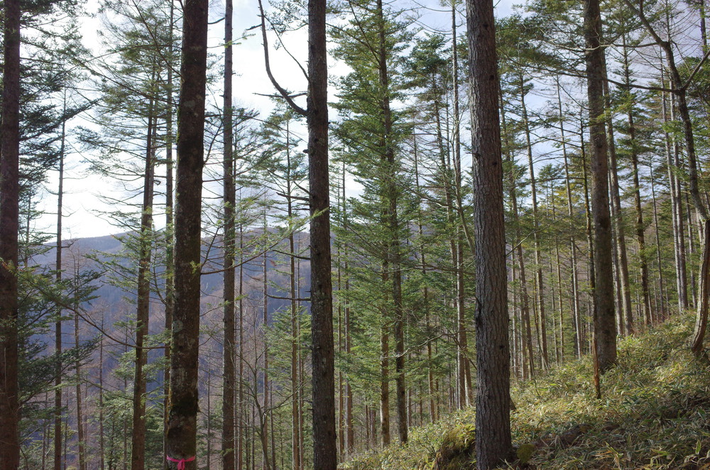 入笠山にスノートレイルランニングの写真3