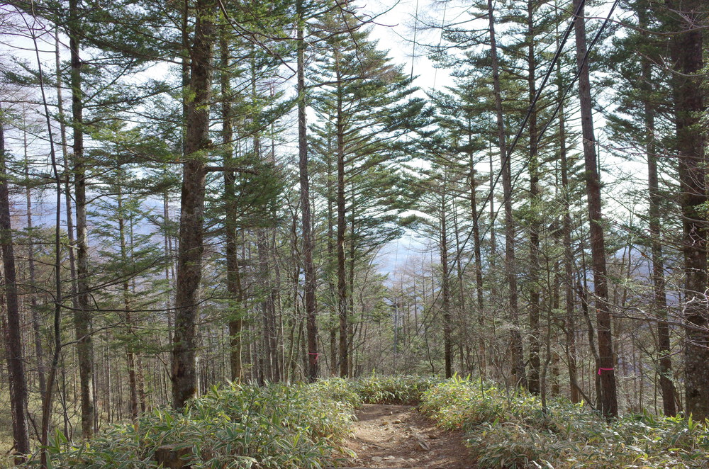 入笠山にスノートレイルランニングの写真4