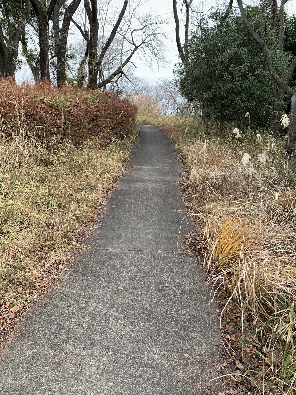 よみうりランド外輪一周・ウォーキングコースの写真9