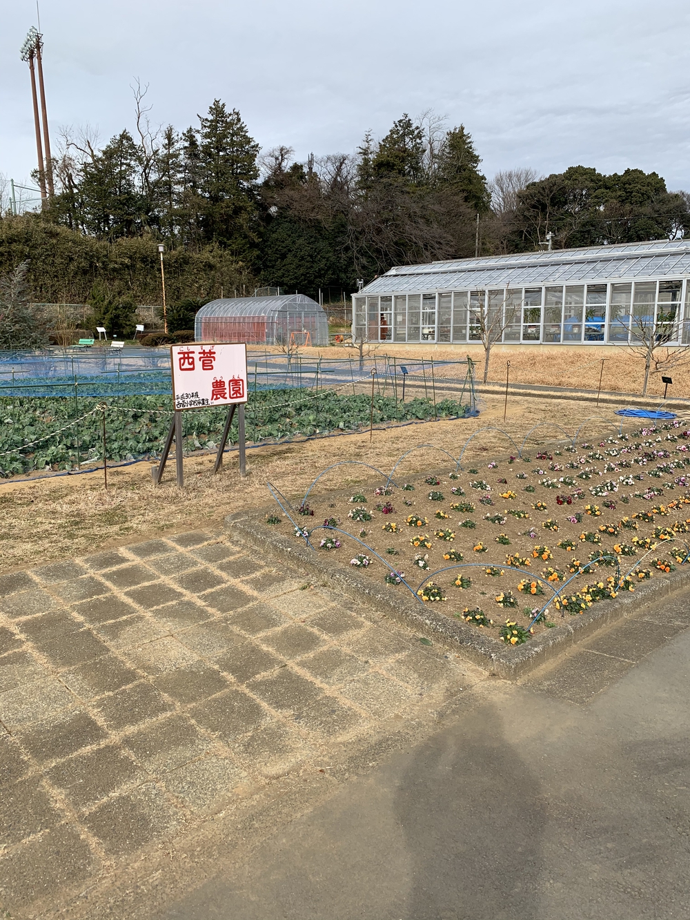 よみうりランド外輪一周・ウォーキングコースの写真11