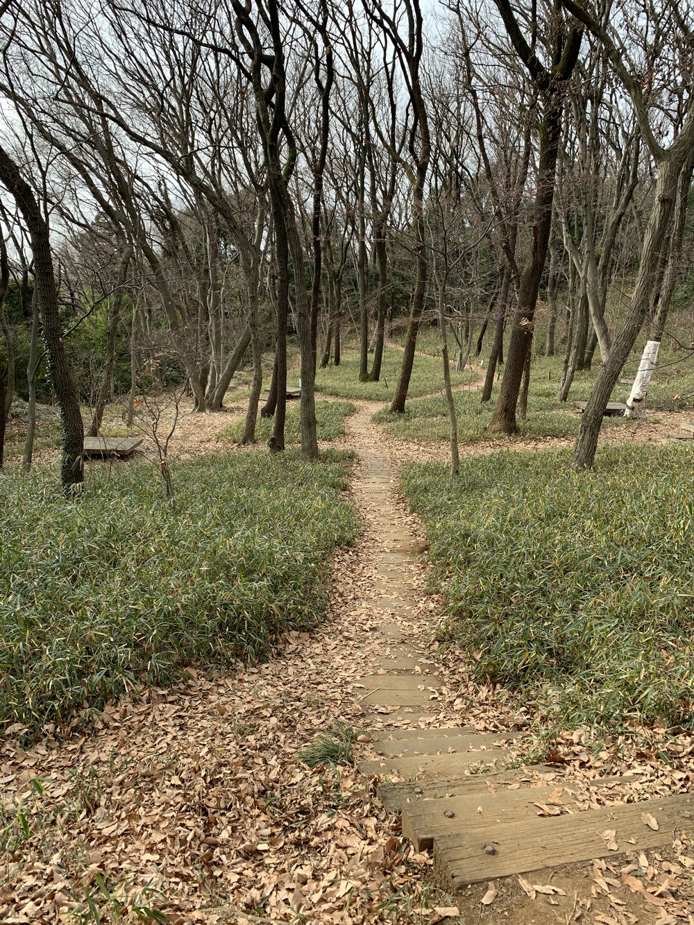 よみうりランド外輪一周・ウォーキングコースの写真16