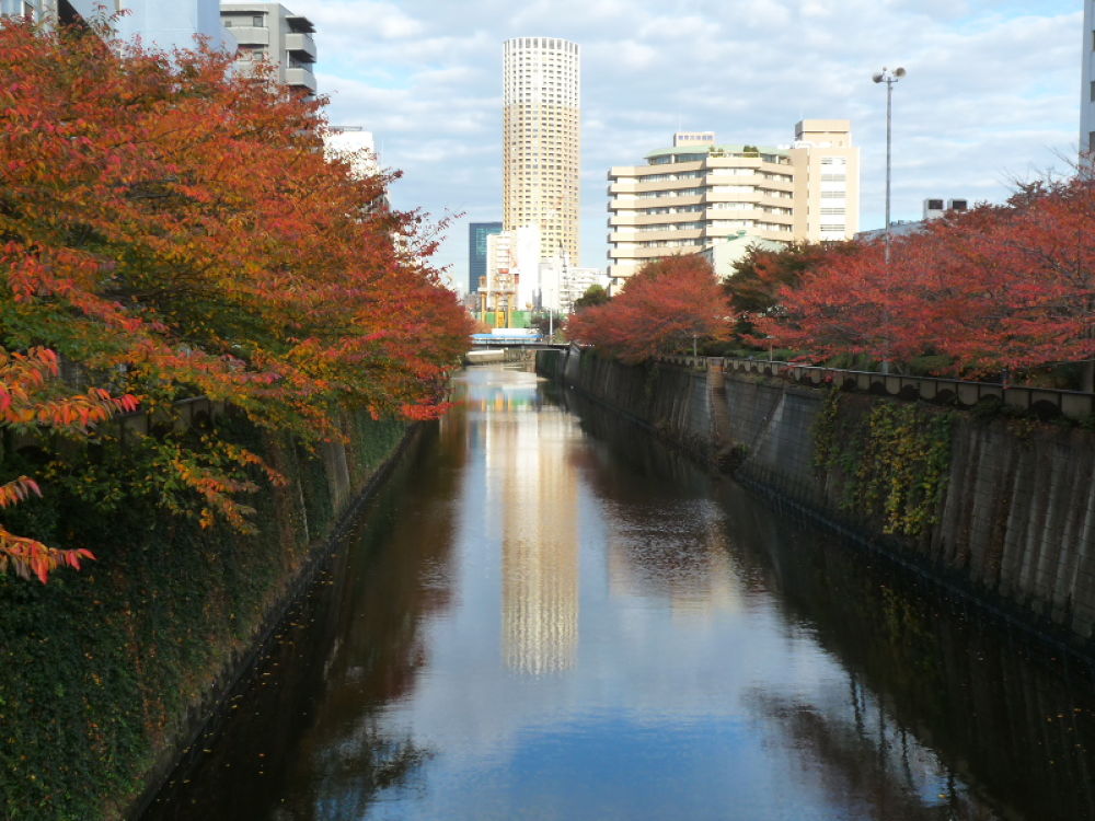 ドラマのロケ地！目黒川コース・7.5kmの写真3