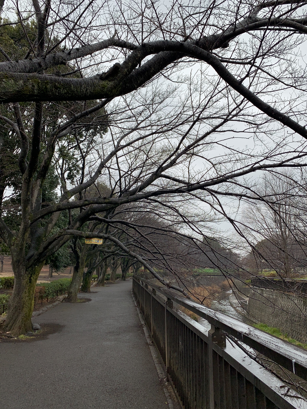 閑静。成城学園の街並みコースの写真5