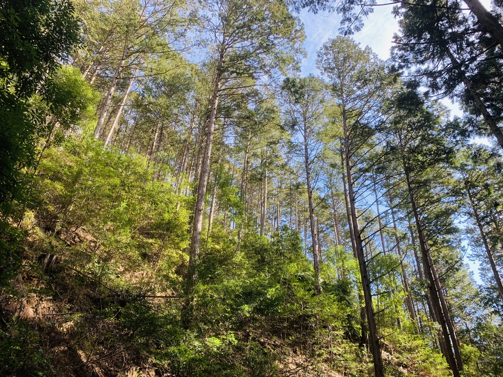 足利市内の縦走30キロコースの写真6