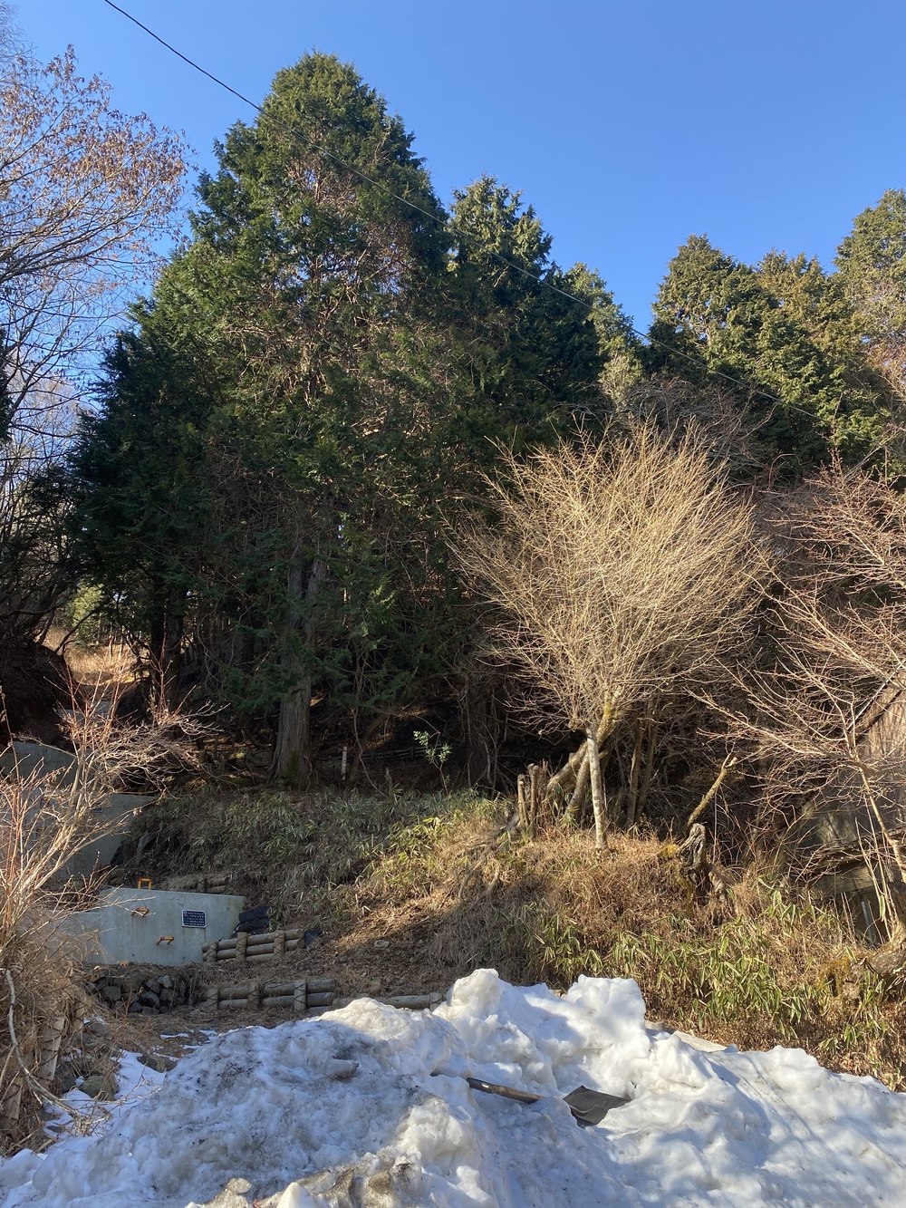 ヤビツ峠走トレーニング〜札掛橋までピストンの写真4