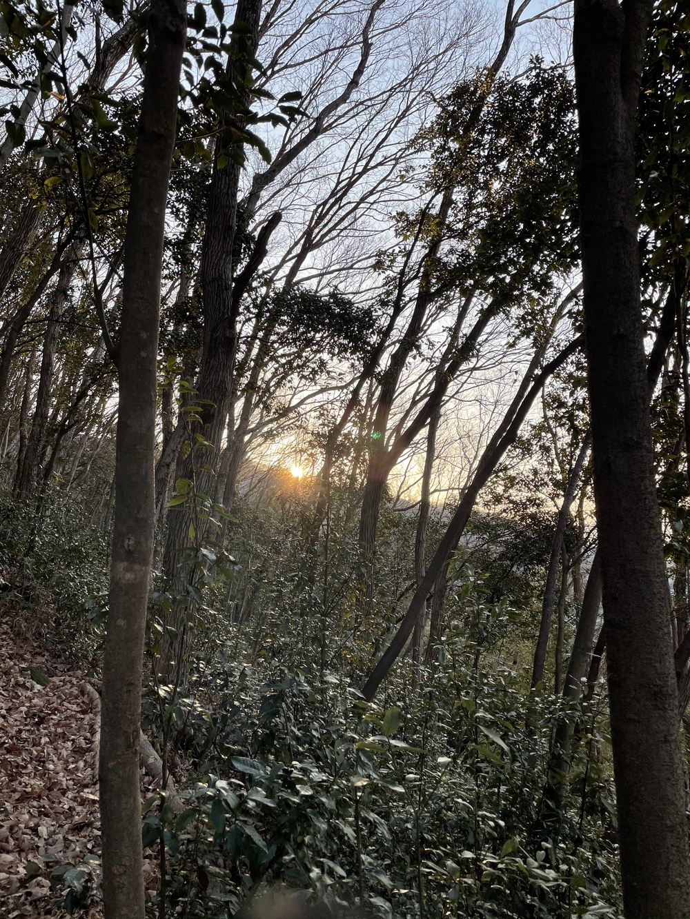 相模湖〜弁天橋〜城山〜高尾山〜稲荷山コース〜高尾山口の写真5