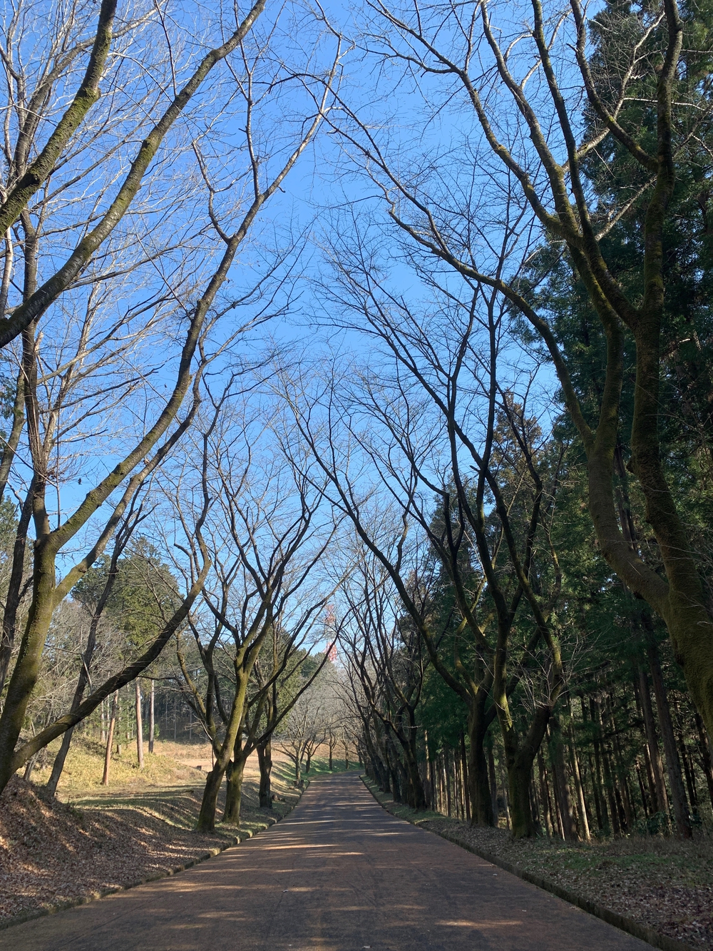 霞丘陵エリア ゆるトレランの写真5