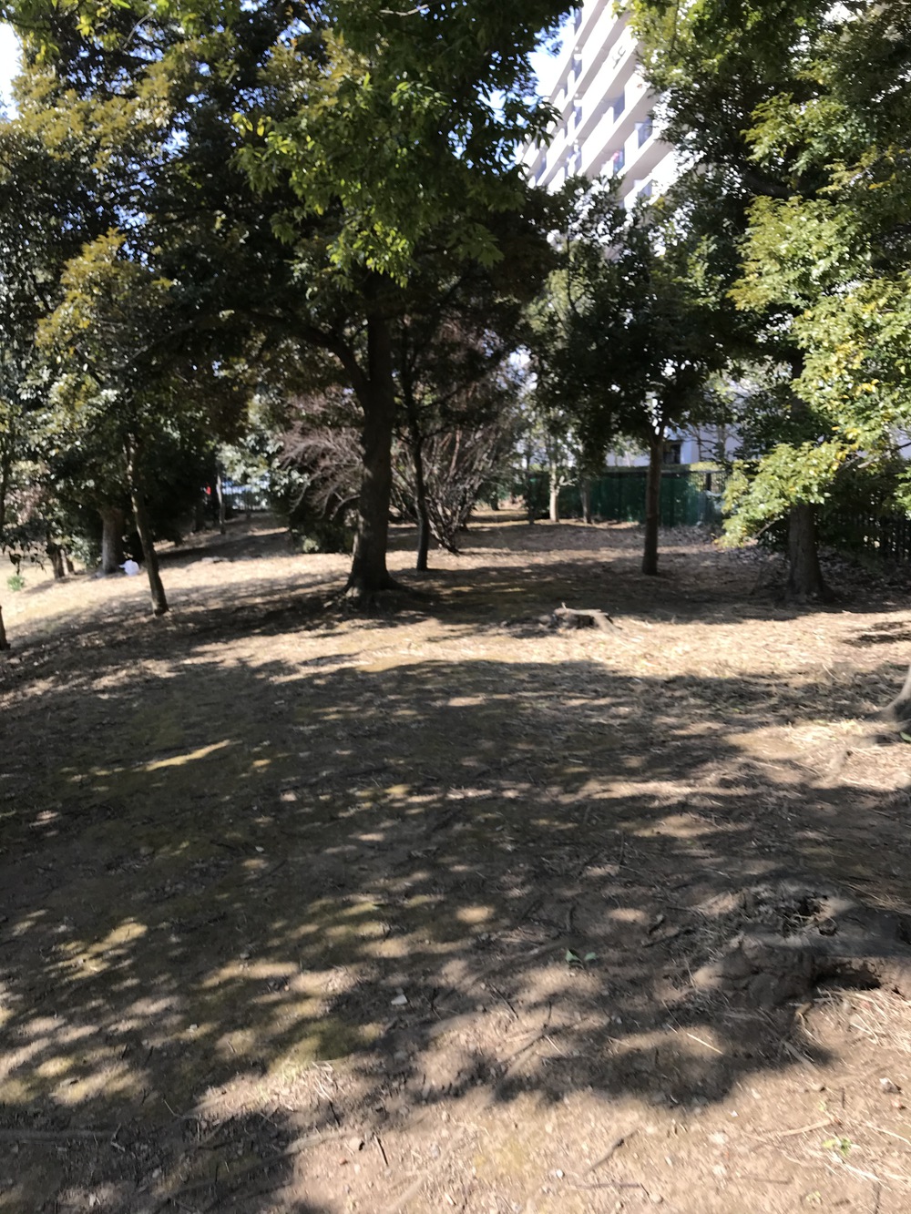 お手軽なんちゃってトレイルランの写真4