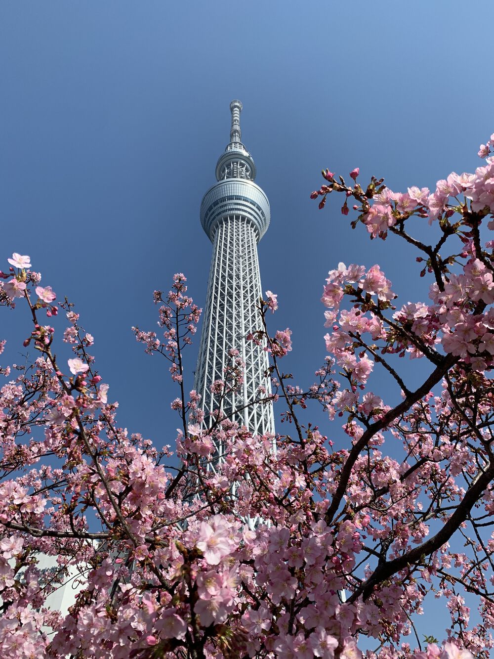 歌川広重と共にRUN 亀戸梅屋敷の写真3