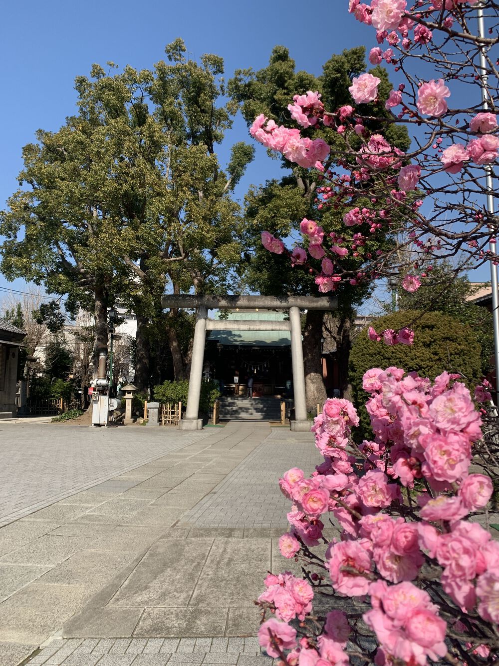 歌川広重と共にRUN 亀戸梅屋敷の写真4