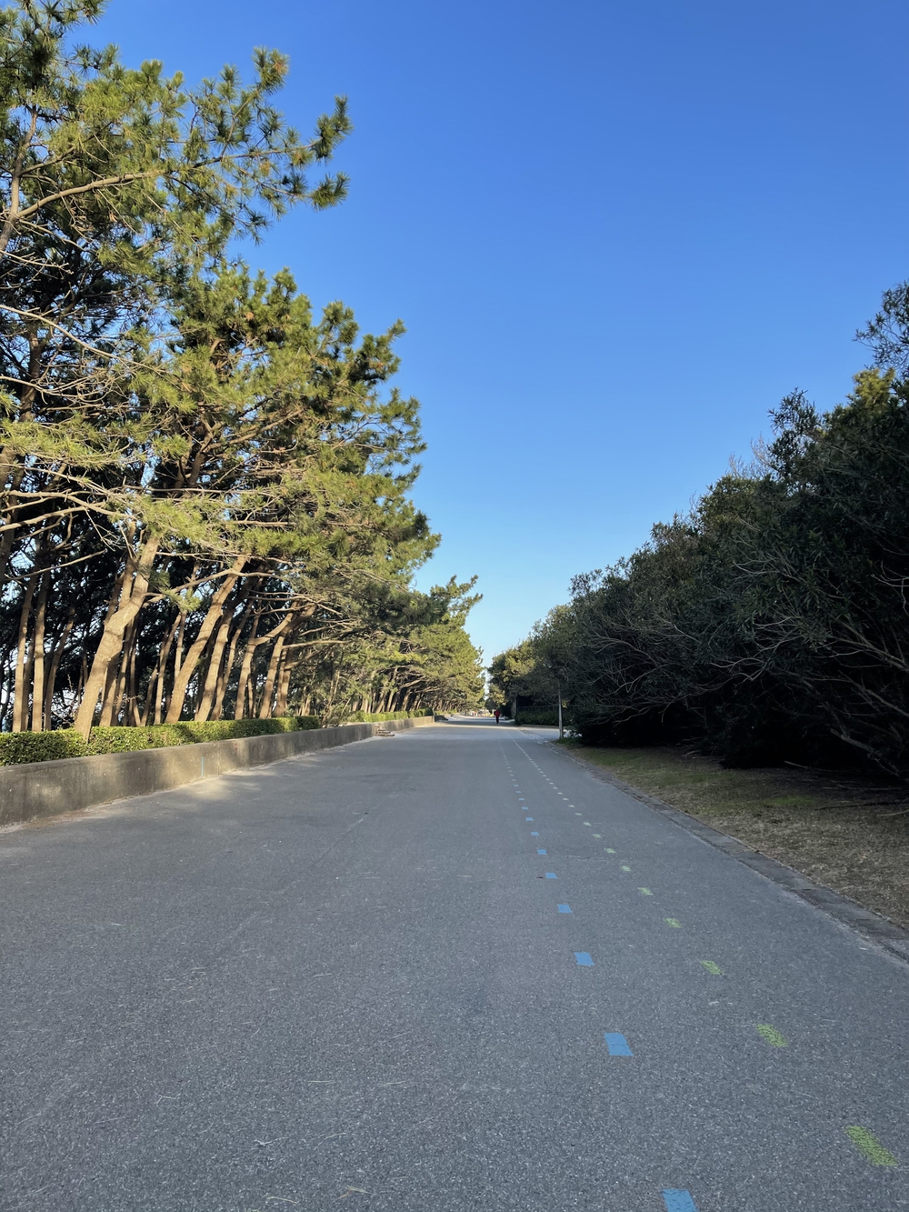 幕張稲毛シーサイドランニングコースの写真15