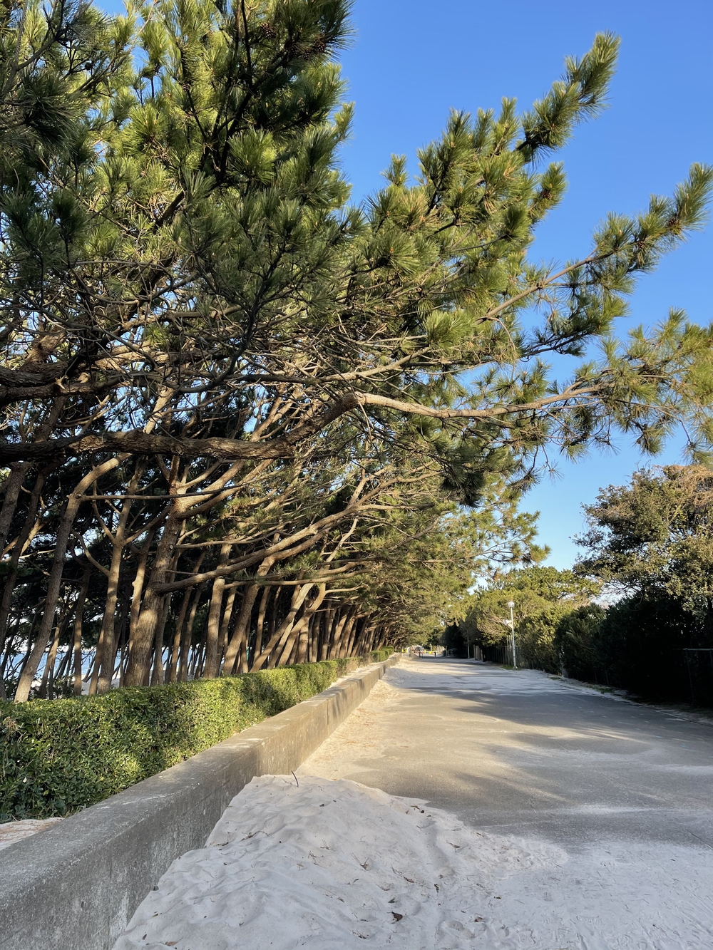 幕張稲毛シーサイドランニングコースの写真16