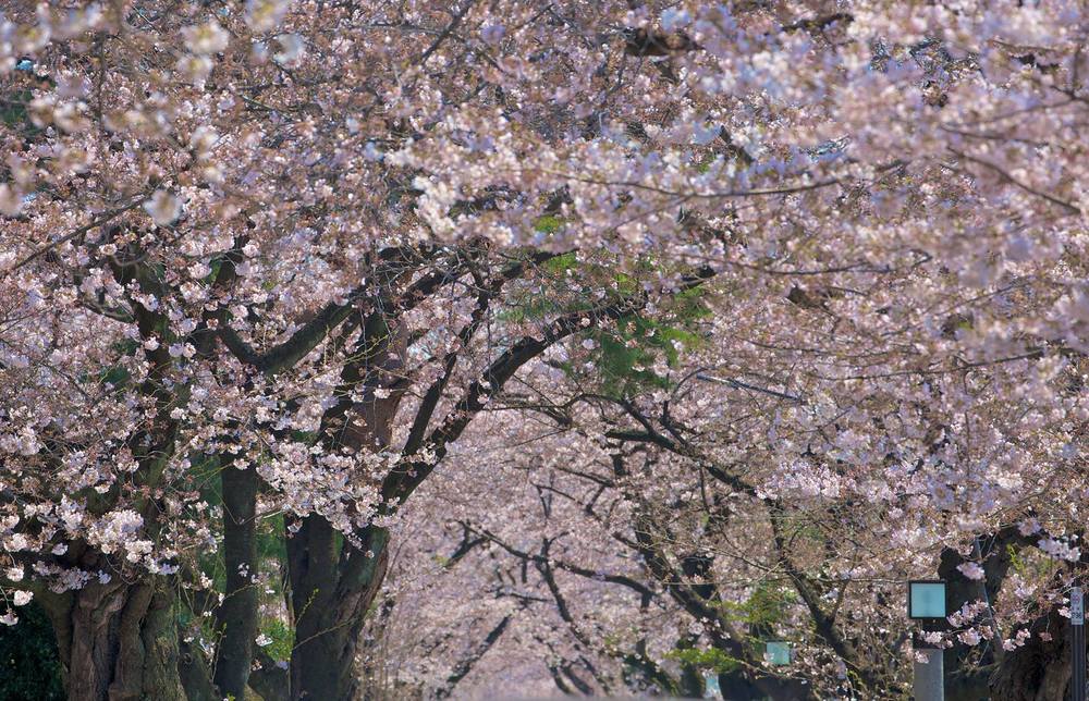 青山霊園で春RUN漫の写真3