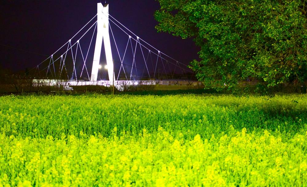 桜と菜の花のコラボ・権現堂桜堤の写真3