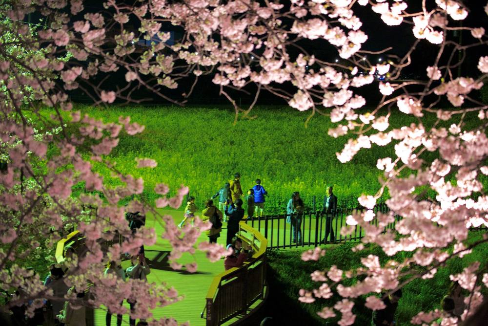 桜と菜の花のコラボ・権現堂桜堤の写真4