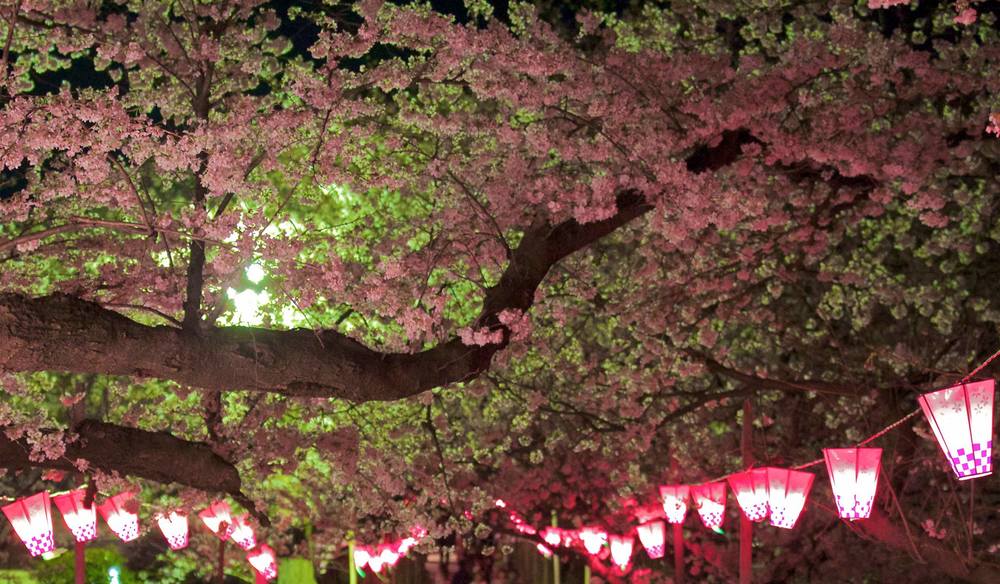 桜と菜の花のコラボ・権現堂桜堤の写真5
