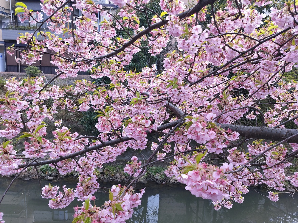 松戸、坂川の緋寒桜並木から水元公園の写真3
