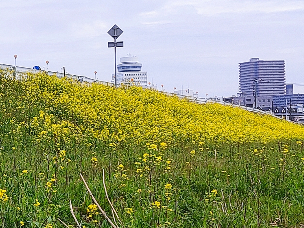 松戸、坂川の緋寒桜並木から水元公園の写真4