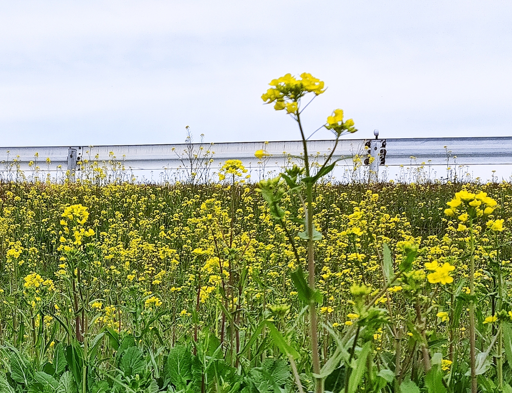 松戸、坂川の緋寒桜並木から水元公園の写真5