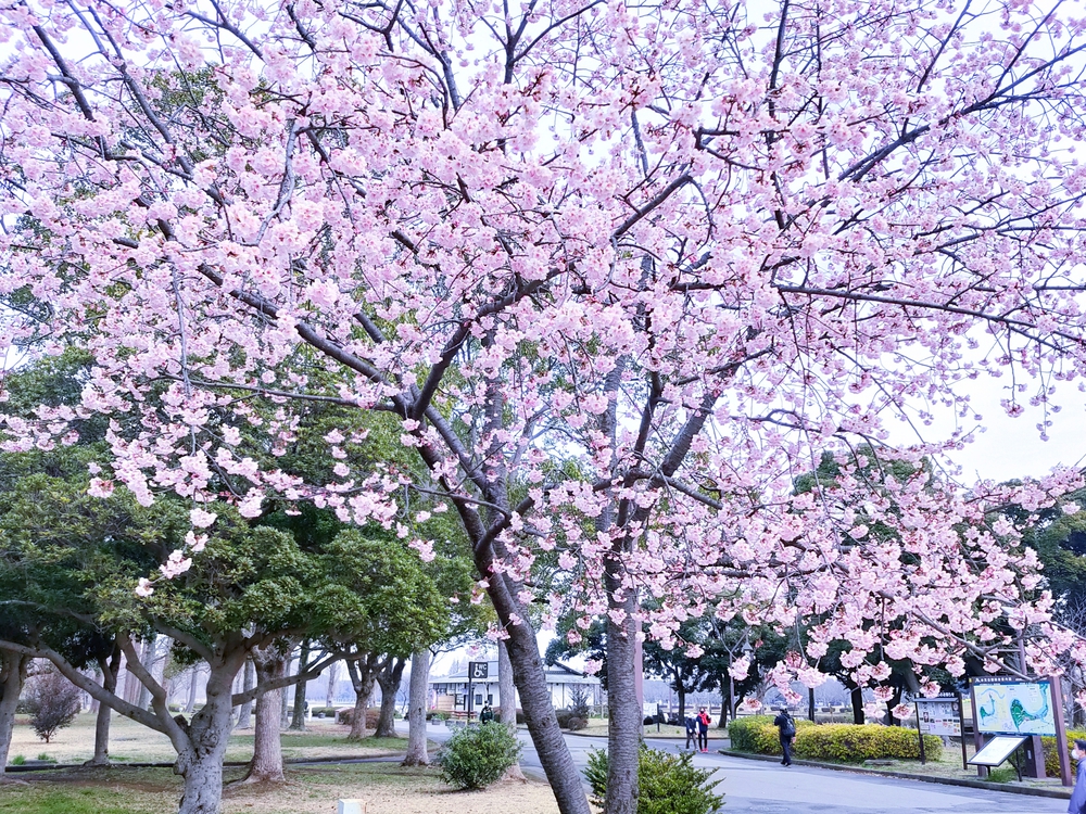 松戸、坂川の緋寒桜並木から水元公園の写真6