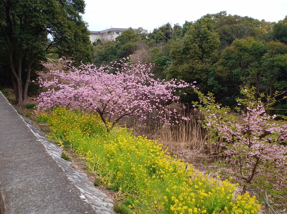 川沿いランで浦安の海まで。の写真12