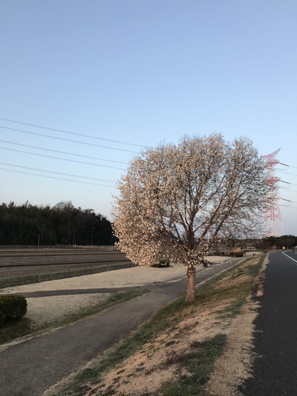 電話を家に忘れたら柏公園に寄りましょうランの写真6