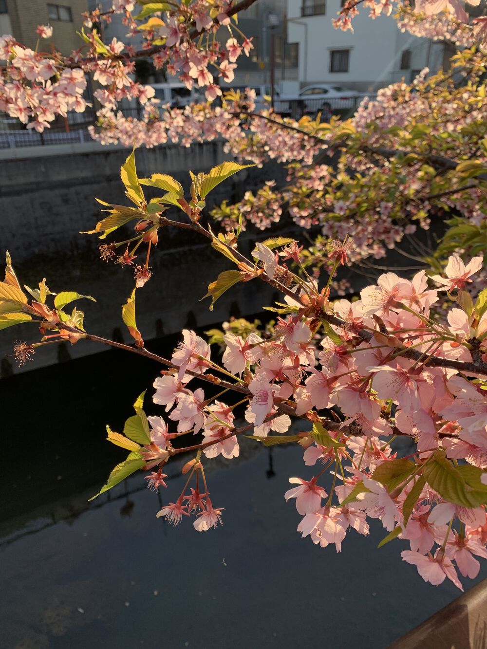 歌川広重と共にRUN 王子〜石神井川の写真11