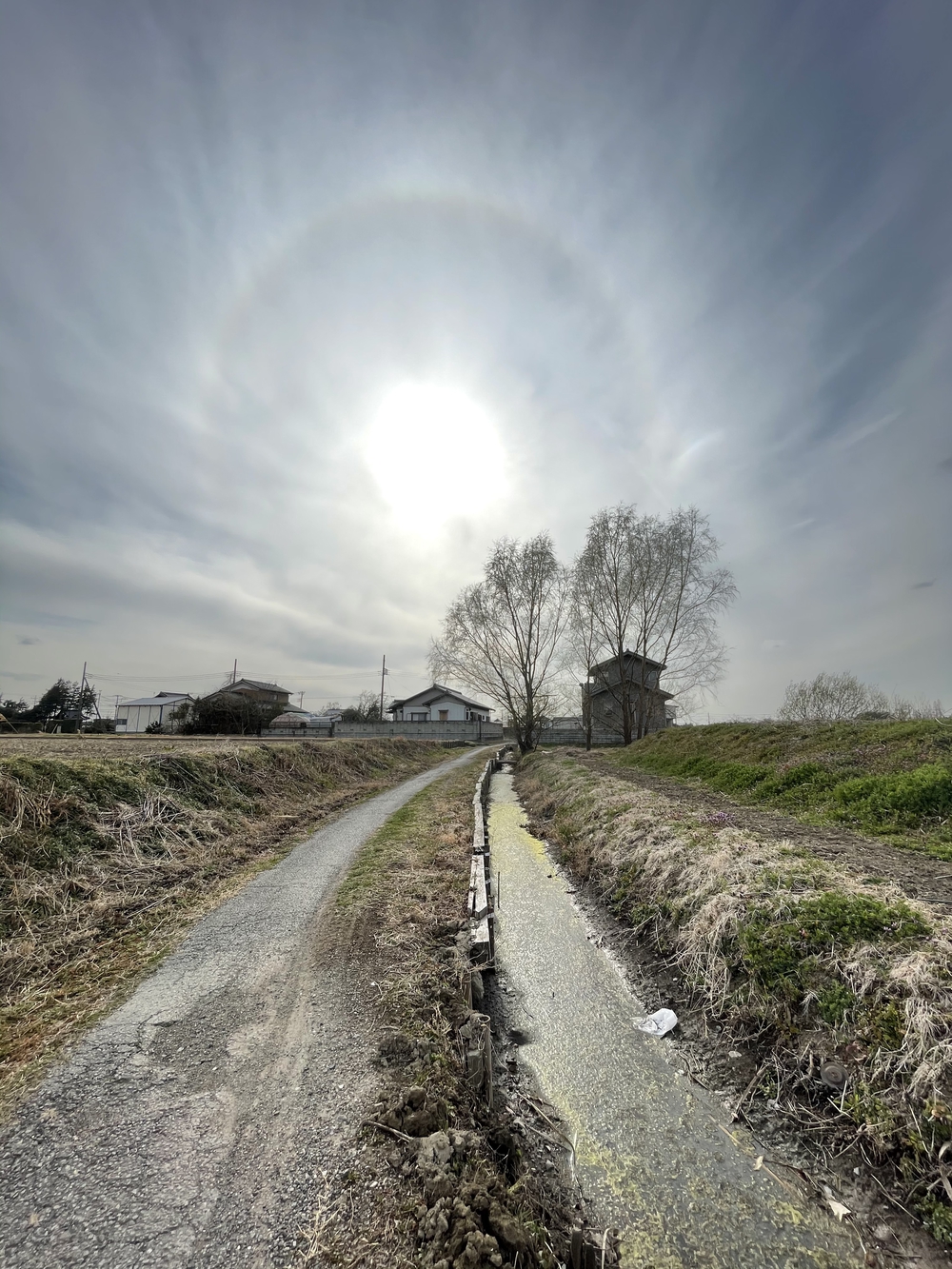 春日部大凧お絵かきラン(約11km)の写真4