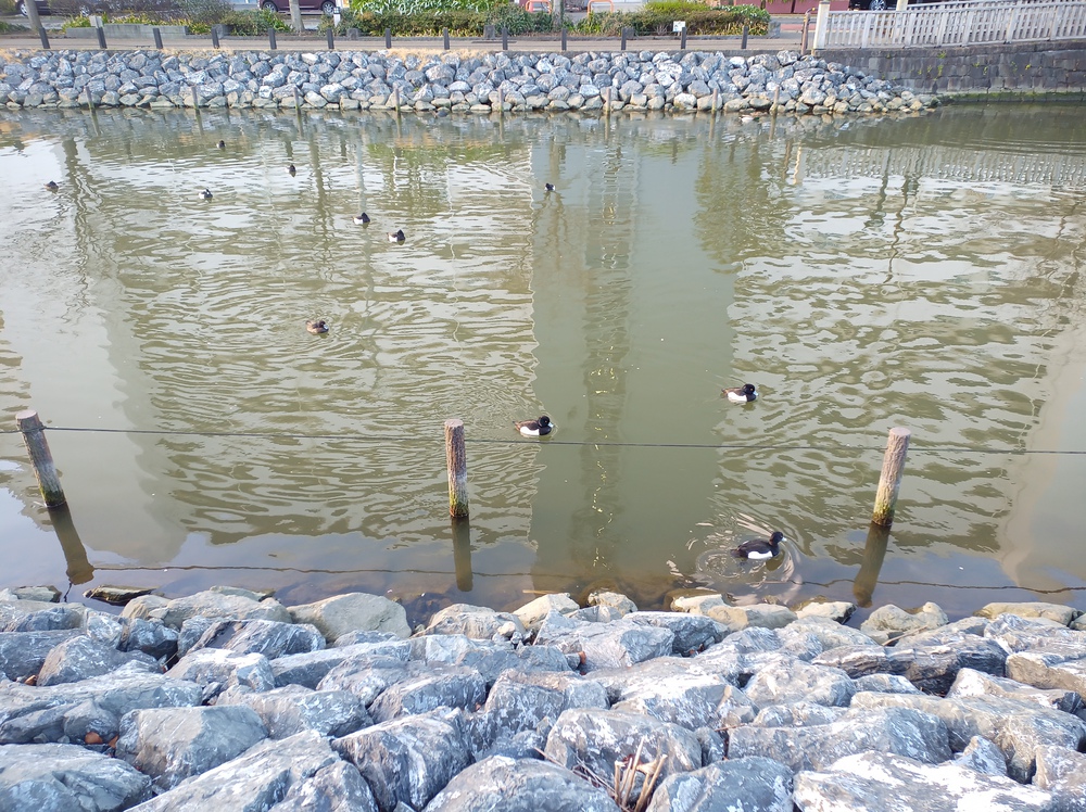 川沿いランで　新川　小名木川　THE塩の道の写真15