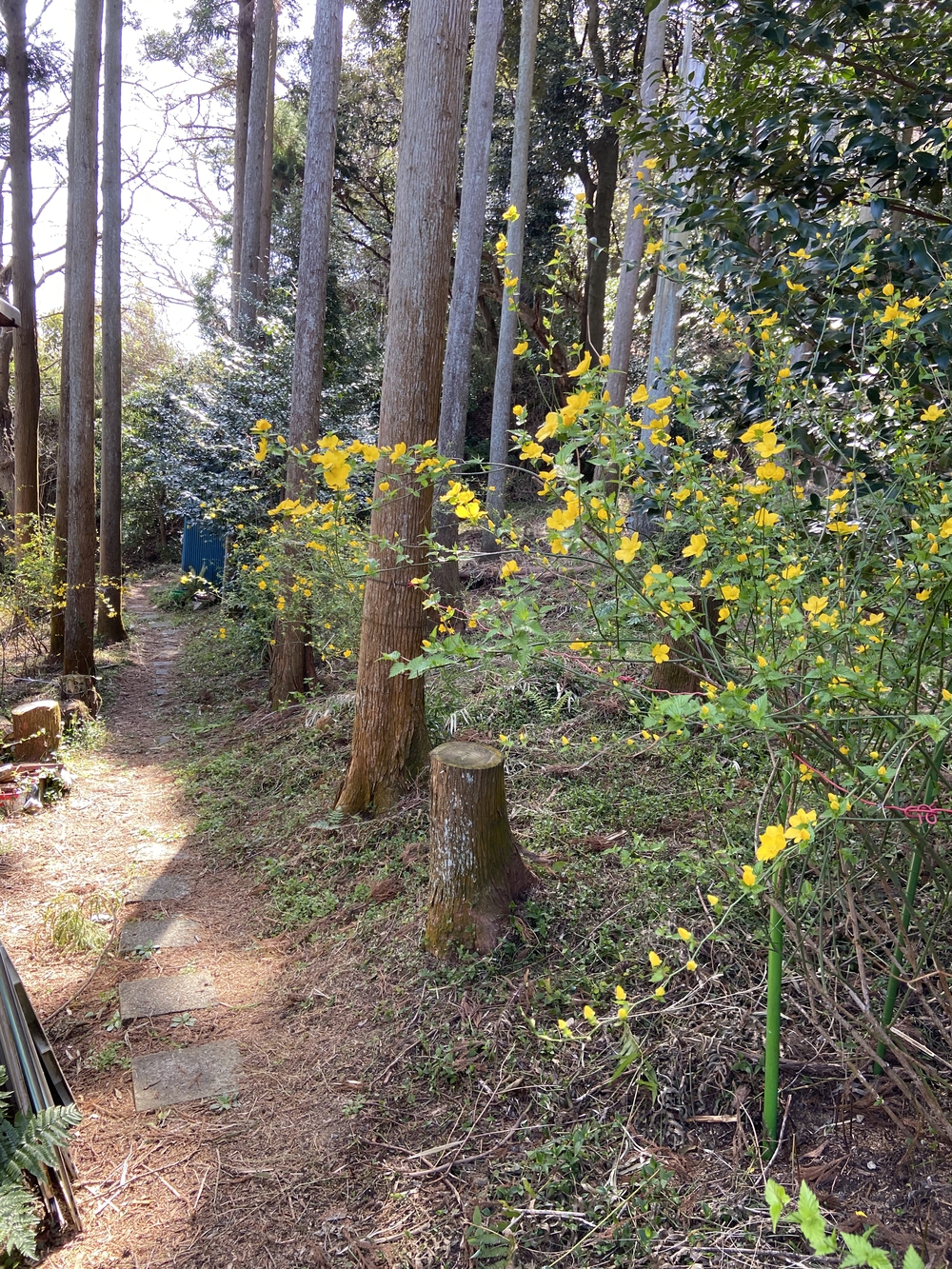 伏見赤白稲荷神社へのトレランコースの写真4