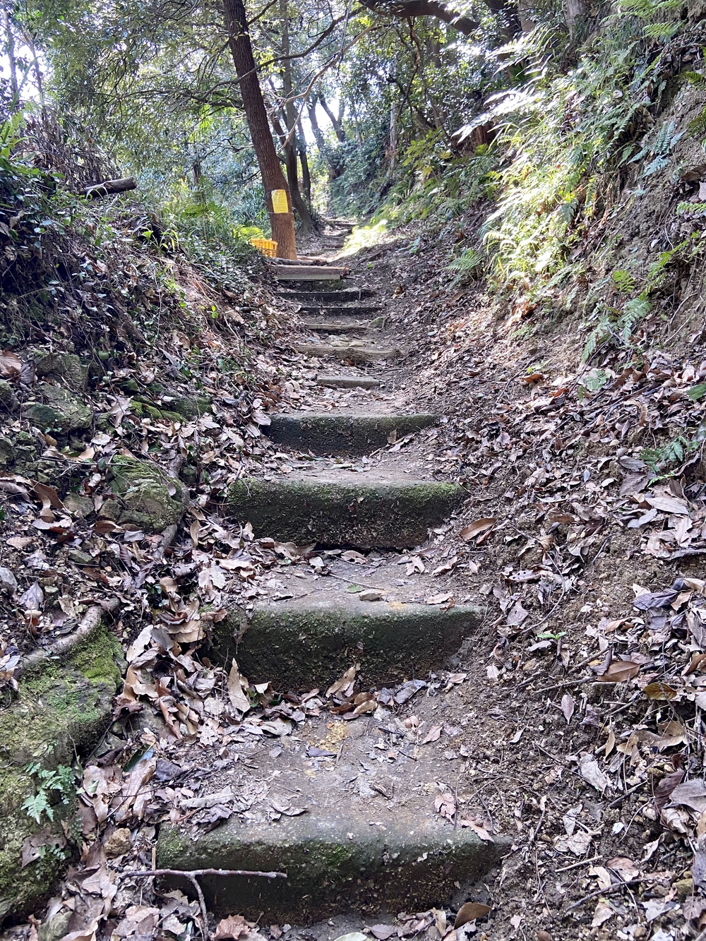 伏見赤白稲荷神社へのトレランコースの写真7