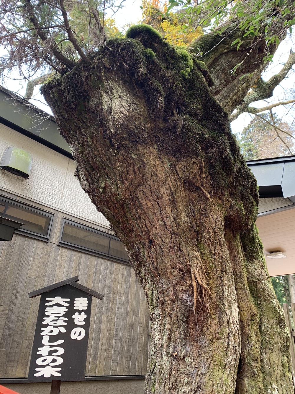 芦ノ湖くるっとの写真6