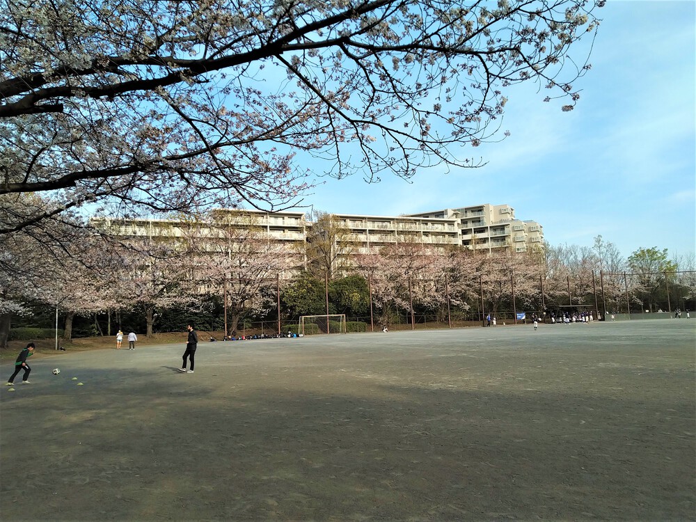 桜満開！都筑緑道ぐるっとお花見巡りの写真3