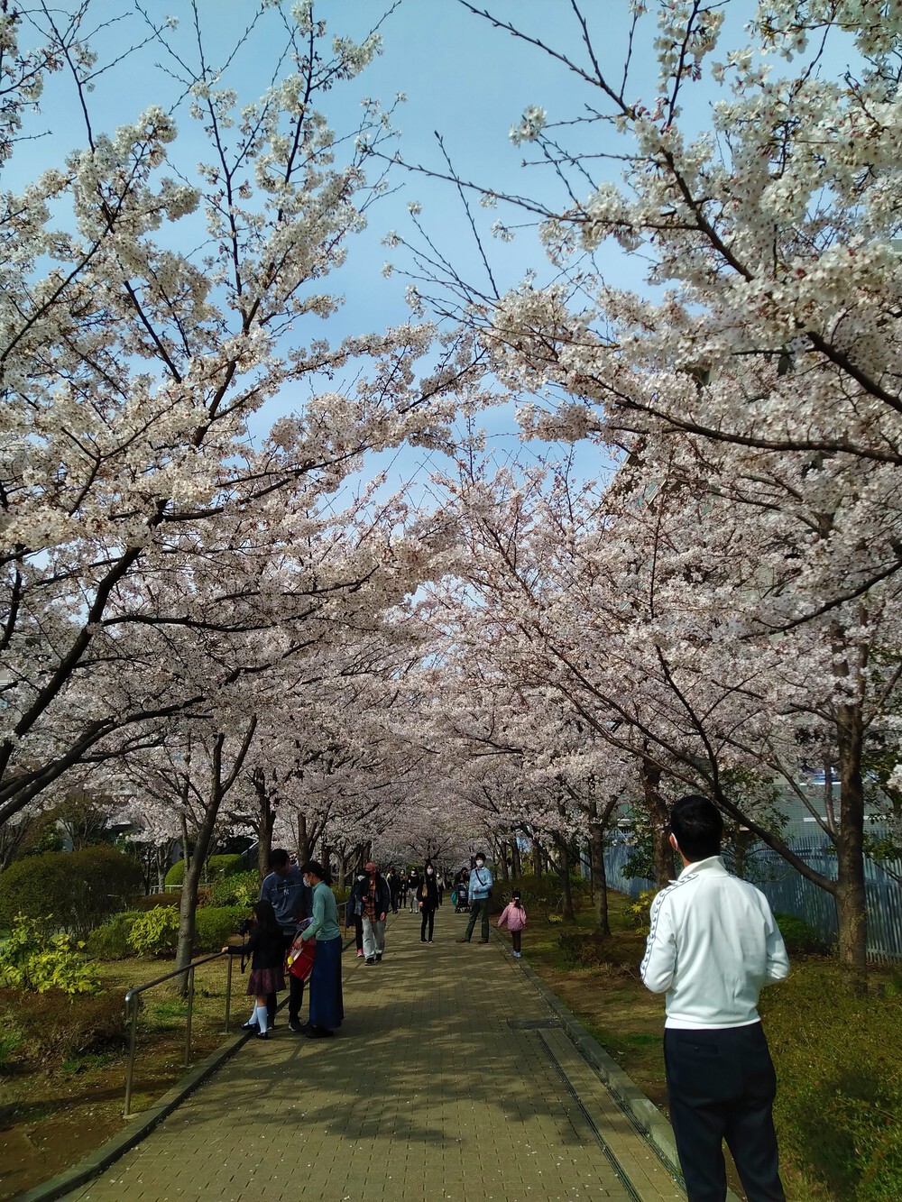 桜満開！都筑緑道ぐるっとお花見巡りの写真6